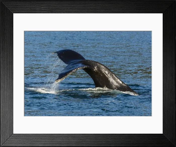 Framed Print : Adult humpback whale (Megaptera novaeangliae) flukes-up dive, Snow Pass, Southeast Alaska, United States of America, North America Framed Print : Adult humpback whale (Megaptera novaeangliae) flukes-up dive, Snow Pass, Southeast Alaska, United States of America, North America