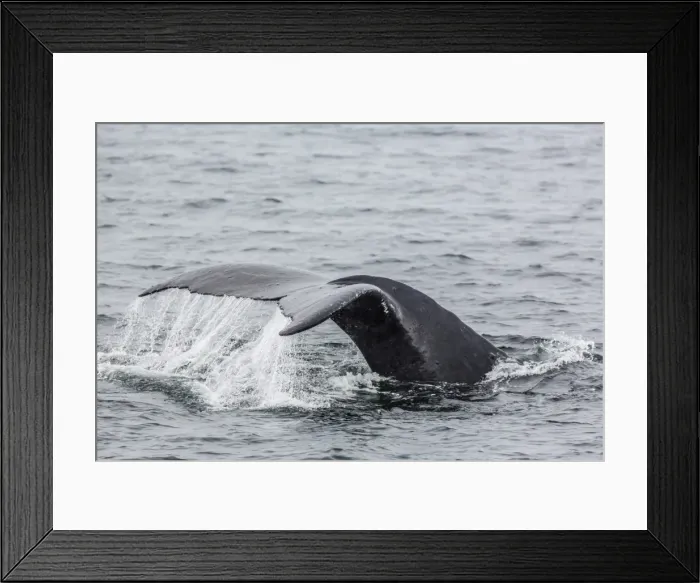 Framed Print : Adult humpback whale (Megaptera novaeangliae) flukes-up dive, Snow Pass, Southeast Alaska, United States of America, North America Framed Print : Adult humpback whale (Megaptera novaeangliae) flukes-up dive, Snow Pass, Southeast Alaska, United States of America, North America