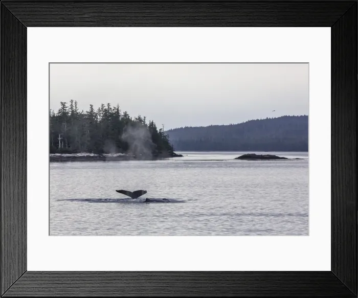 Framed Print : Adult humpback whale (Megaptera novaeangliae) flukes-up dive, Snow Pass, Southeast Alaska, United States of America, North America Framed Print : Adult humpback whale (Megaptera novaeangliae) flukes-up dive, Snow Pass, Southeast Alaska, United States of America, North America