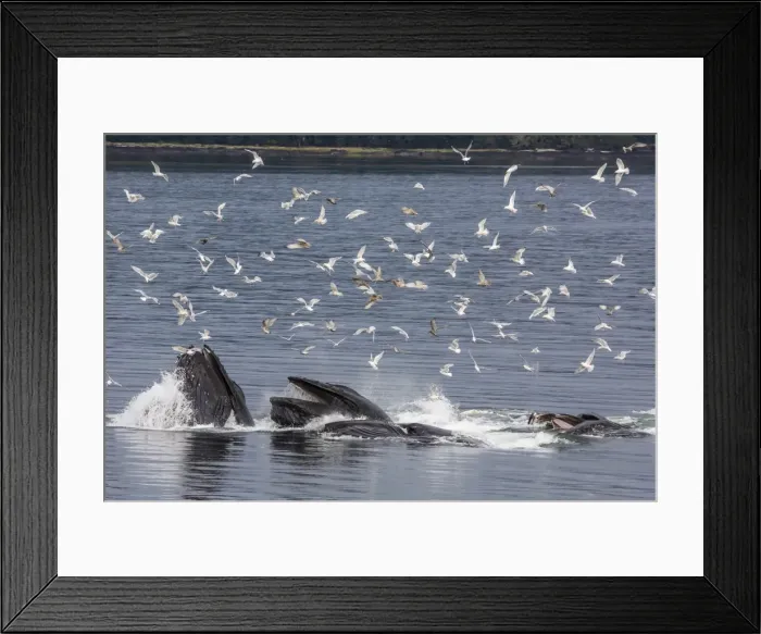 Framed Print : Adult humpback whales (Megaptera novaeangliae) co-operatively bubble-net feeding, Snow Pass, Southeast Alaska, United States of America, North America Framed Print : Adult humpback whales (Megaptera novaeangliae) co-operatively bubble-net feeding, Snow Pass, Southeast Alaska, United States of America, North America