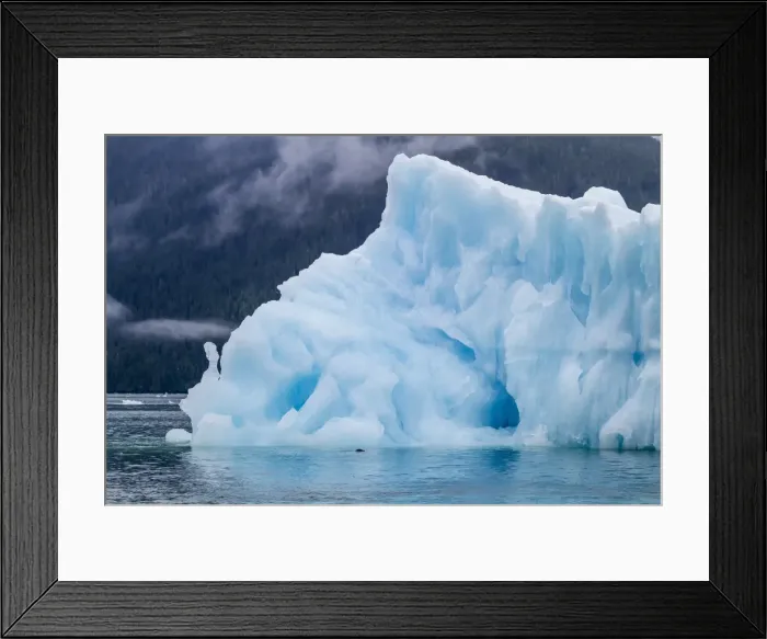 Framed Print : Harbour seal (Phoca vitulina), South Sawyer Glacier, Tracy Arm-Fords Terror Wilderness area, Southeast Alaska, United States of America, North America Framed Print : Harbour seal (Phoca vitulina), South Sawyer Glacier, Tracy Arm-Fords Terror Wilderness area, Southeast Alaska, United States of America, North America