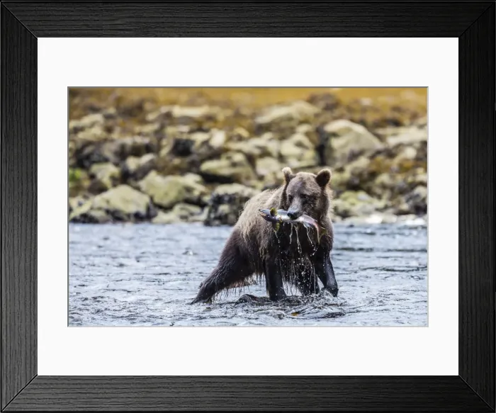 Framed Print : Young brown bear (Ursus arctos) fishing for pink salmon at low tide in Pavlof Harbour, Chichagof Island, Southeast Alaska, United States of America, North America Framed Print : Young brown bear (Ursus arctos) fishing for pink salmon at low tide in Pavlof Harbour, Chichagof Island, Southeast Alaska, United States of America, North America
