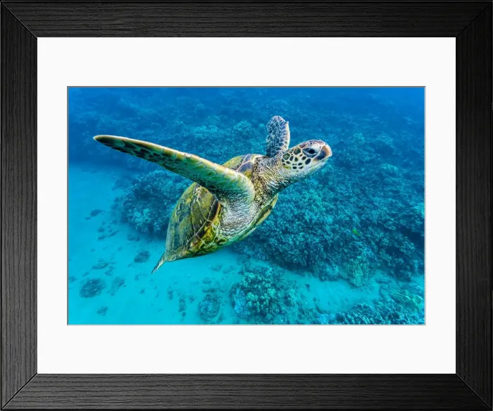 Framed Print : Green sea turtle (Chelonia mydas) underwater, Maui, Hawaii, United States of America, Pacific Framed Print : Green sea turtle (Chelonia mydas) underwater, Maui, Hawaii, United States of America, Pacific