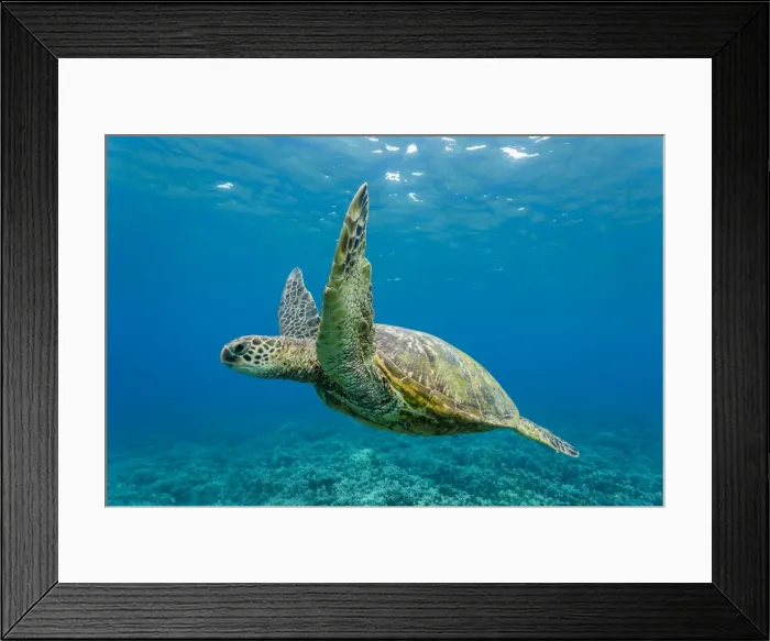 Framed Print : Green sea turtle (Chelonia mydas) underwater, Maui, Hawaii, United States of America, Pacific Framed Print : Green sea turtle (Chelonia mydas) underwater, Maui, Hawaii, United States of America, Pacific