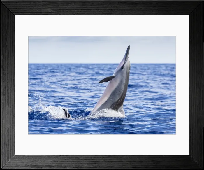 Framed Print : Hawaiian spinner dolphin (Stenella longirostris), AuAu Channel, Maui, Hawaii, United States of America, Pacific Framed Print : Hawaiian spinner dolphin (Stenella longirostris), AuAu Channel, Maui, Hawaii, United States of America, Pacific