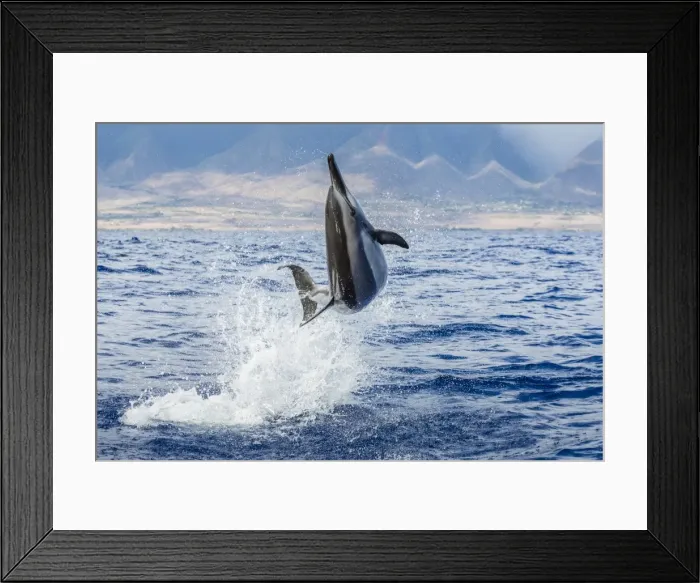 Framed Print : Hawaiian spinner dolphin (Stenella longirostris), AuAu Channel, Maui, Hawaii, United States of America, Pacific Framed Print : Hawaiian spinner dolphin (Stenella longirostris), AuAu Channel, Maui, Hawaii, United States of America, Pacific