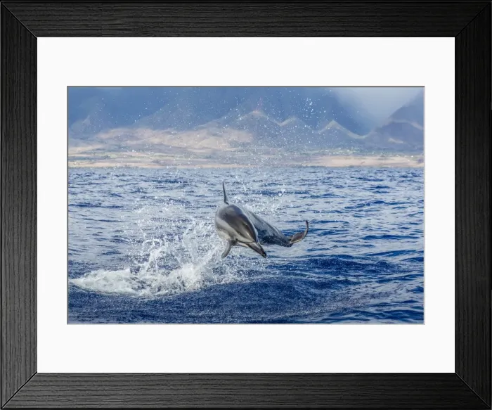 Framed Print : Hawaiian spinner dolphin (Stenella longirostris), AuAu Channel, Maui, Hawaii, United States of America, Pacific Framed Print : Hawaiian spinner dolphin (Stenella longirostris), AuAu Channel, Maui, Hawaii, United States of America, Pacific