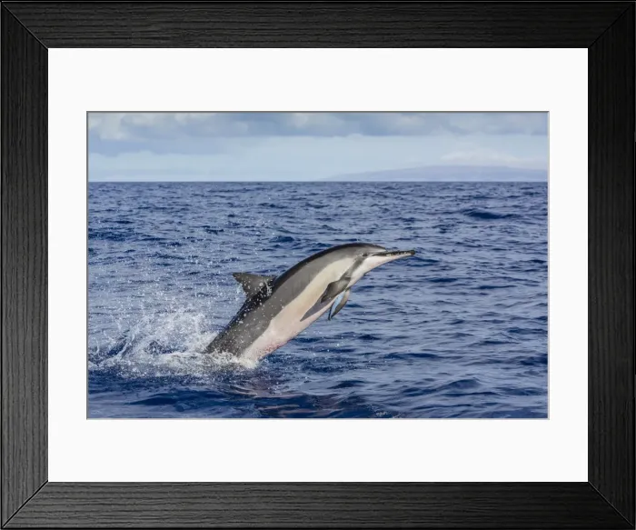 Framed Print : Hawaiian spinner dolphin (Stenella longirostris), AuAu Channel, Maui, Hawaii, United States of America, Pacific Framed Print : Hawaiian spinner dolphin (Stenella longirostris), AuAu Channel, Maui, Hawaii, United States of America, Pacific