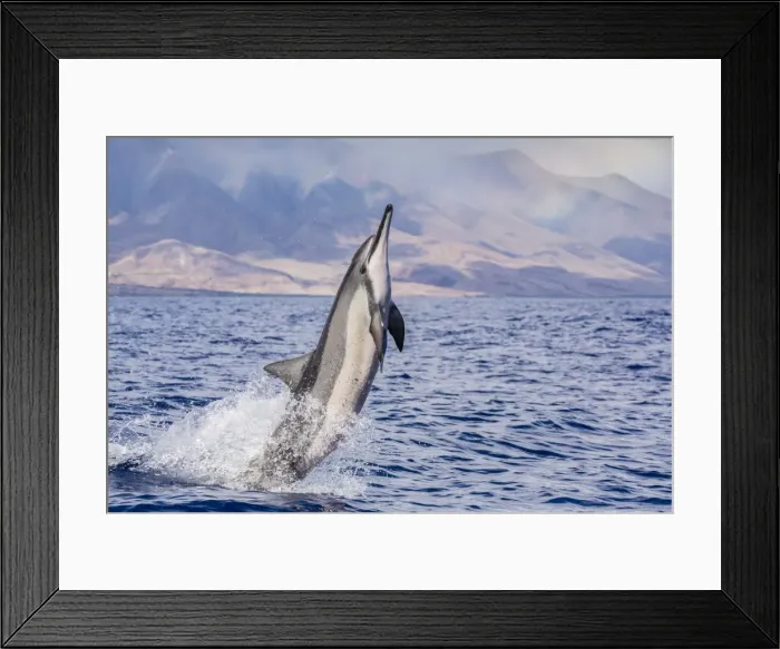 Framed Print : Hawaiian spinner dolphin (Stenella longirostris), AuAu Channel, Maui, Hawaii, United States of America, Pacific Framed Print : Hawaiian spinner dolphin (Stenella longirostris), AuAu Channel, Maui, Hawaii, United States of America, Pacific