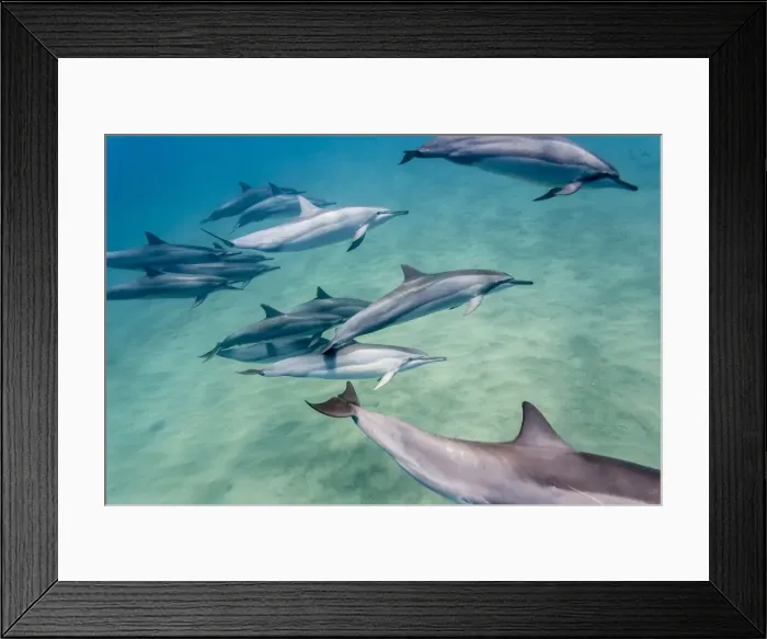 Framed Print : Hawaiian spinner dolphins (Stenella longirostris), AuAu Channel, Maui, Hawaii, United States of America, Pacific Framed Print : Hawaiian spinner dolphins (Stenella longirostris), AuAu Channel, Maui, Hawaii, United States of America, Pacific