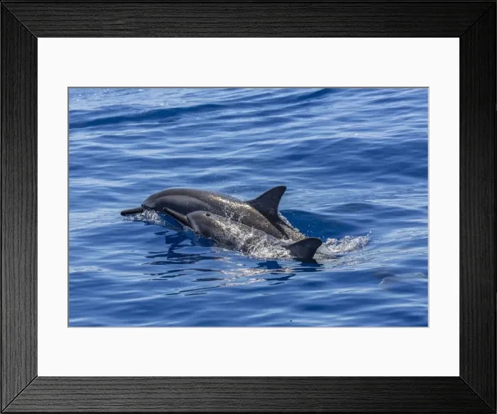 Framed Print : Hawaiian spinner dolphins (Stenella longirostris), AuAu Channel, Maui, Hawaii, United States of America, Pacific Framed Print : Hawaiian spinner dolphins (Stenella longirostris), AuAu Channel, Maui, Hawaii, United States of America, Pacific