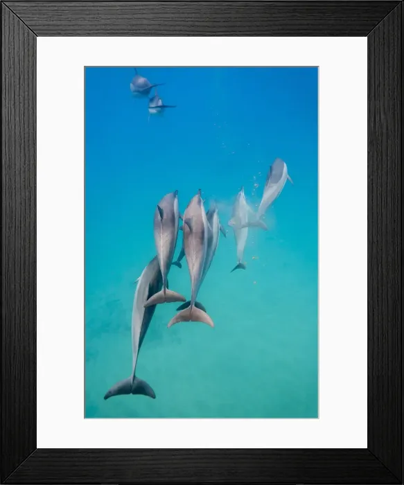 Framed Print : Hawaiian spinner dolphins (Stenella longirostris), AuAu Channel, Maui, Hawaii, United States of America, Pacific Framed Print : Hawaiian spinner dolphins (Stenella longirostris), AuAu Channel, Maui, Hawaii, United States of America, Pacific