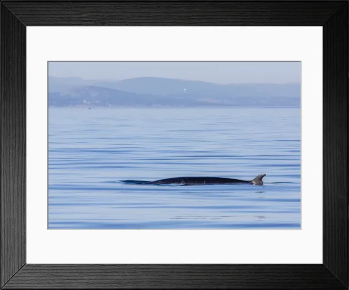 Framed Print : Northern minke whale, Balaenoptera acutorostrata, surfacing in Cattle Pass, San Juan Islands, Washington, United States of America, North America Framed Print : Northern minke whale, Balaenoptera acutorostrata, surfacing in Cattle Pass, San Juan Islands, Washington, United States of America, North America