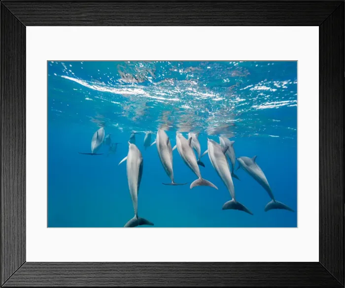 Framed Print : Hawaiian spinner dolphins (Stenella longirostris), AuAu Channel, Maui, Hawaii, United States of America, Pacific Framed Print : Hawaiian spinner dolphins (Stenella longirostris), AuAu Channel, Maui, Hawaii, United States of America, Pacific