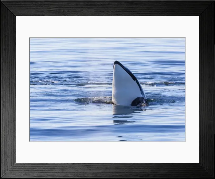 Framed Print : Resident killer whale, Orcinus orca, spy-hopping in Cattle Pass, San Juan Island, Washington, United States of America, North America Framed Print : Resident killer whale, Orcinus orca, spy-hopping in Cattle Pass, San Juan Island, Washington, United States of America, North America
