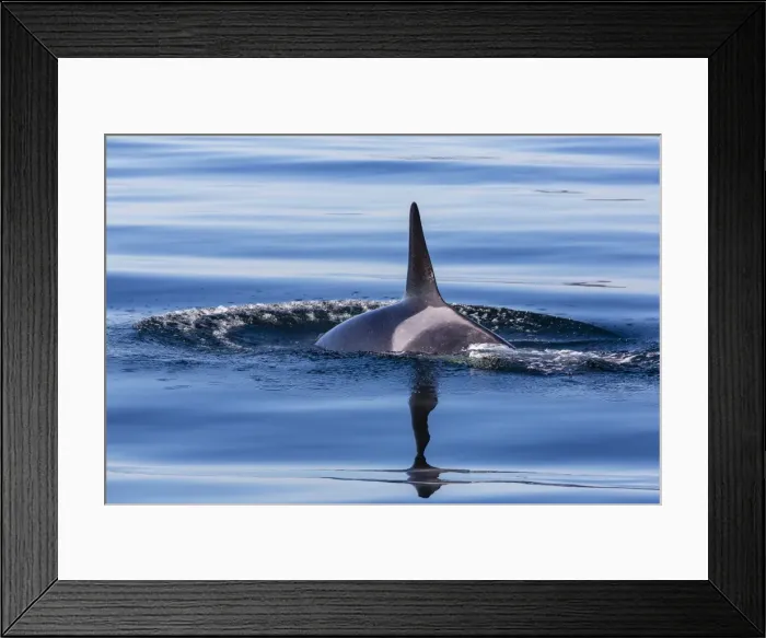 Framed Print : Resident killer whale, Orcinus orca, Cattle Pass, San Juan Island, Washington, United States of America, North America Framed Print : Resident killer whale, Orcinus orca, Cattle Pass, San Juan Island, Washington, United States of America, North America