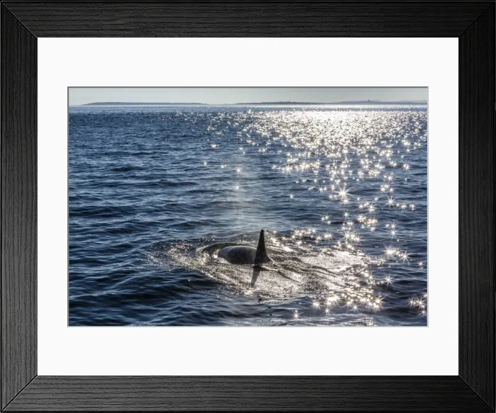 Framed Print : Resident killer whale, Orcinus orca, Cattle Pass, San Juan Island, Washington, United States of America, North America Framed Print : Resident killer whale, Orcinus orca, Cattle Pass, San Juan Island, Washington, United States of America, North America