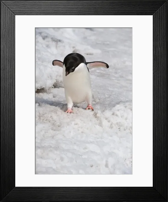 Framed Print : Adelie penguin (Pygoscelis adeliae), Paulet Island, Erebus and Terror Gulf, Antarctic Peninsula, Antarctica, Polar Regions Framed Print : Adelie penguin (Pygoscelis adeliae), Paulet Island, Erebus and Terror Gulf, Antarctic Peninsula, Antarctica, Polar Regions