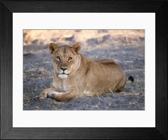 Framed Print : Lioness (Panthera leo), Chief Island, Moremi Game Reserve, Okavango Delta, Botswana, Africa Framed Print : Lioness (Panthera leo), Chief Island, Moremi Game Reserve, Okavango Delta, Botswana, Africa