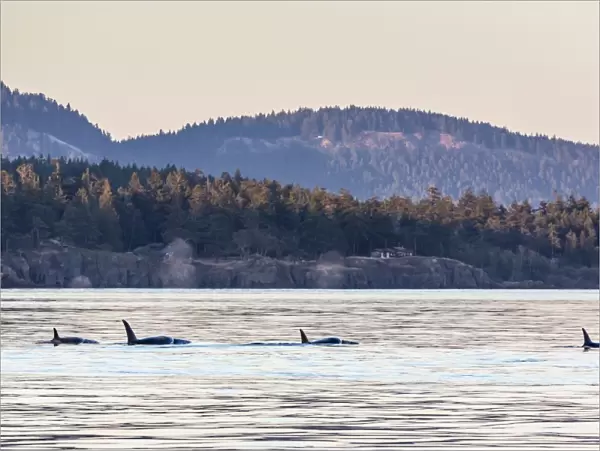 Transient killer whales (Orcinus orca), Haro Strait, Saturna Island, British Columbia, Canada, North America