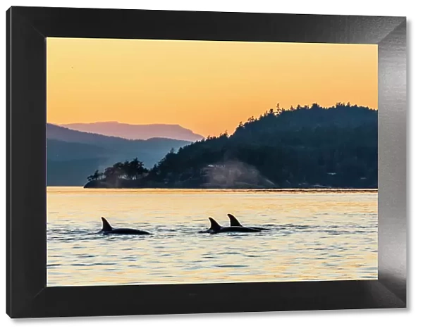 Transient killer whales (Orcinus orca) surfacing at sunset, Haro Strait, Saturna Island, British Columbia, Canada, North America