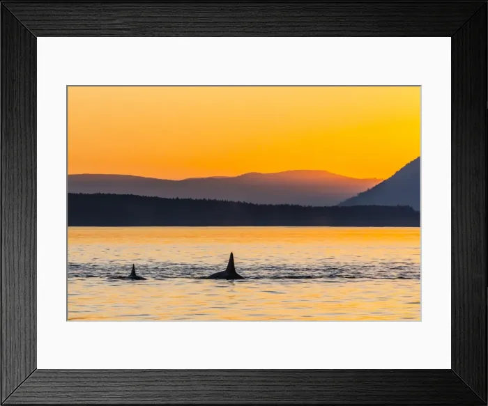 Framed Print : Transient killer whales (Orcinus orca) surfacing at sunset, Haro Strait, Saturna Island, British Columbia, Canada, North America Framed Print : Transient killer whales (Orcinus orca) surfacing at sunset, Haro Strait, Saturna Island, British Columbia, Canada, North America