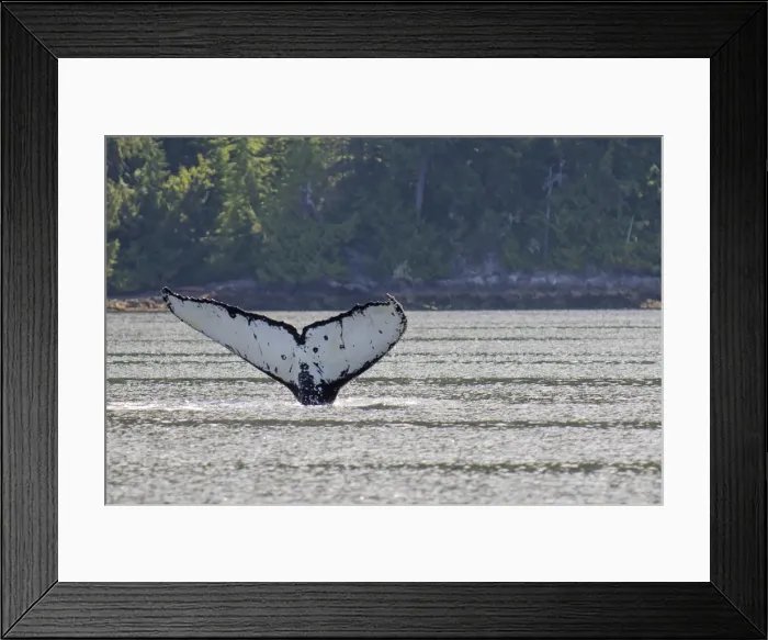 Framed Print : Humpback whales in Quatsino Sound, Port Alice, Vancouver Island, British Columbia, Canada, North America Framed Print : Humpback whales in Quatsino Sound, Port Alice, Vancouver Island, British Columbia, Canada, North America
