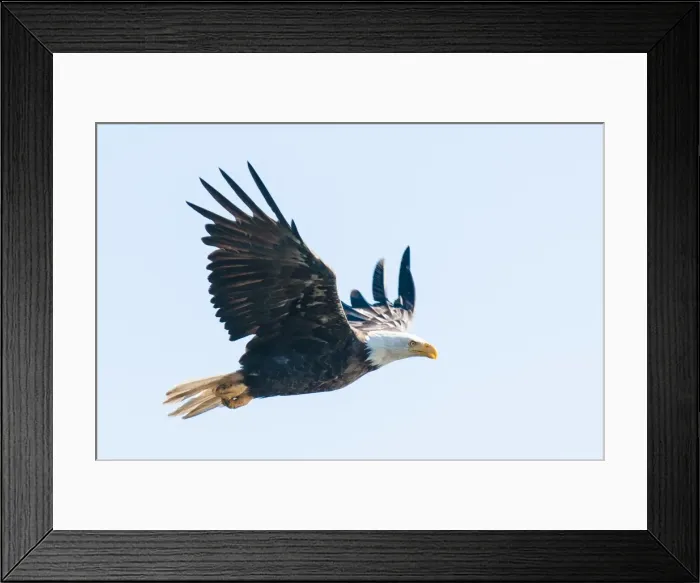 Framed Print : Bald eagle (Haliaeetus leucocephalus) near Prince Rupert, British Columbia, Canada, North America Framed Print : Bald eagle (Haliaeetus leucocephalus) near Prince Rupert, British Columbia, Canada, North America