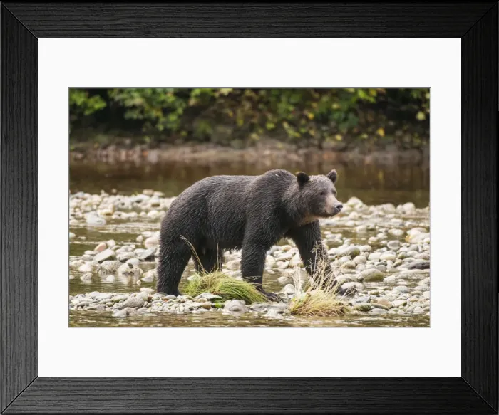 Framed Print : Brown or grizzly bear (Ursus arctos) fishing for salmon in Great Bear Rainforest, British Columbia, Canada, North America Framed Print : Brown or grizzly bear (Ursus arctos) fishing for salmon in Great Bear Rainforest, British Columbia, Canada, North America
