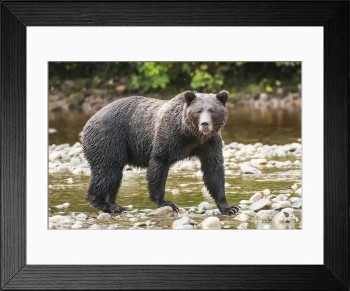 Framed Print : Brown or grizzly bear (Ursus arctos) fishing for salmon in Great Bear Rainforest, British Columbia, Canada, North America Framed Print : Brown or grizzly bear (Ursus arctos) fishing for salmon in Great Bear Rainforest, British Columbia, Canada, North America