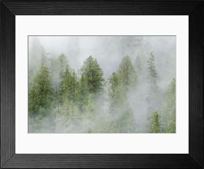 Framed Print : Mist covered pine trees in Great Bear Rainforest, British Columbia, Canada, North America Framed Print : Mist covered pine trees in Great Bear Rainforest, British Columbia, Canada, North America