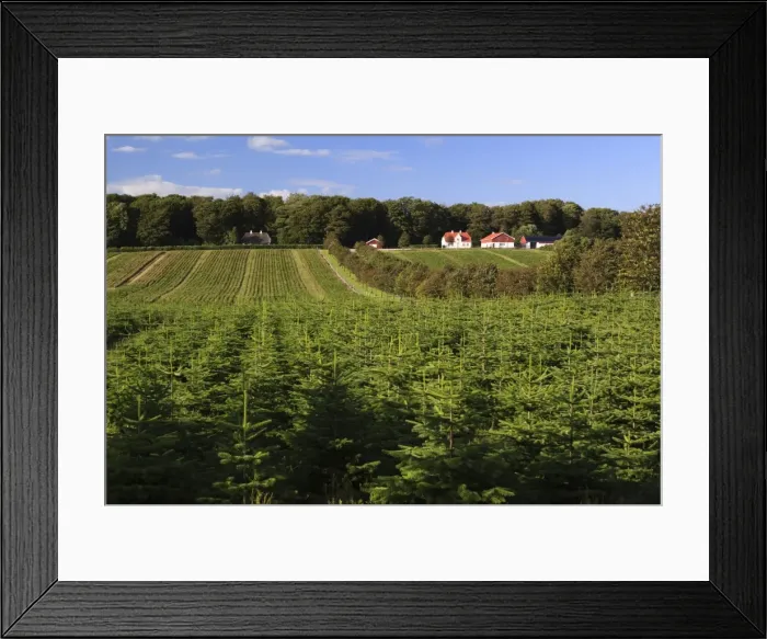 Framed Print : Norway spruce (Christmas tree) plantation, Ry, Lake District, Jutland, Denmark, Scandinavia, Europe Framed Print : Norway spruce (Christmas tree) plantation, Ry, Lake District, Jutland, Denmark, Scandinavia, Europe
