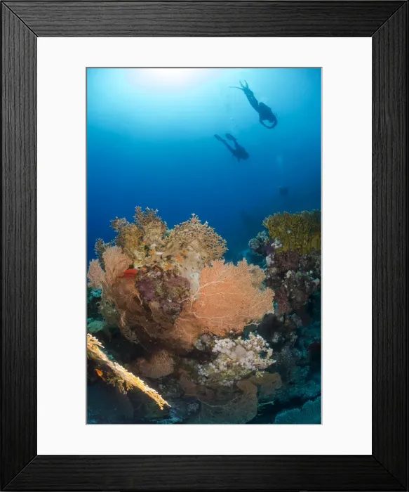 Framed Print : Silhouette of two scuba divers above coral reef, Ras Mohammed National Park, Red Sea, Egypt, North Africa, Africa Framed Print : Silhouette of two scuba divers above coral reef, Ras Mohammed National Park, Red Sea, Egypt, North Africa, Africa