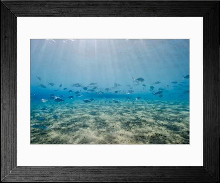 Framed Print : Shoal of fish in shallow sandy bay, Naama Bay, Sharm el-Sheikh, Red Sea, Egypt, North Africa, Africa Framed Print : Shoal of fish in shallow sandy bay, Naama Bay, Sharm el-Sheikh, Red Sea, Egypt, North Africa, Africa