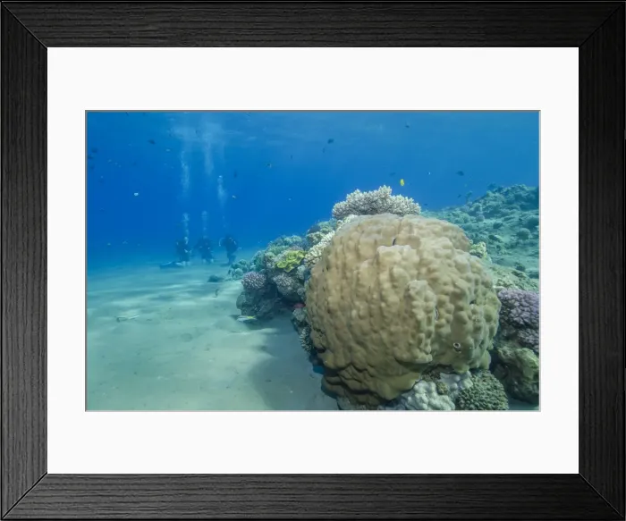 Framed Print : Coral reef and three scuba divers, Naama Bay, Sharm el-Sheikh, Red Sea, Egypt, North Africa, Africa Framed Print : Coral reef and three scuba divers, Naama Bay, Sharm el-Sheikh, Red Sea, Egypt, North Africa, Africa