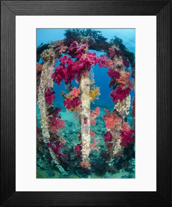 Framed Print : Pink, purple, soft coral growing on a sunken cargo container, Ras Mohammed National Park, Red Sea, Egypt, North Africa, Africa Framed Print : Pink, purple, soft coral growing on a sunken cargo container, Ras Mohammed National Park, Red Sea, Egypt, North Africa, Africa