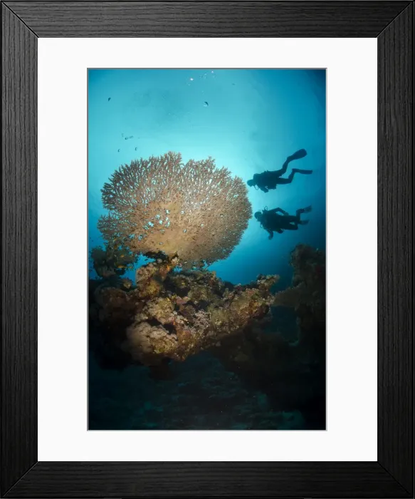 Framed Print : Silhouette of two scuba divers above Table coral, Ras Mohammed National Park, Sharm el-Sheikh, Red Sea, Egypt, North Africa, Africa Framed Print : Silhouette of two scuba divers above Table coral, Ras Mohammed National Park, Sharm el-Sheikh, Red Sea, Egypt, North Africa, Africa