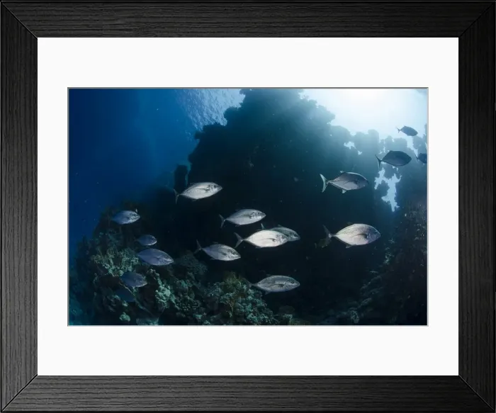 Framed Print : Yellow-dotted trevally (Carangoides fulvoguttatus) shoal, Ras Mohammed National Park, Red Sea, Egypt, North Africa, Africa Framed Print : Yellow-dotted trevally (Carangoides fulvoguttatus) shoal, Ras Mohammed National Park, Red Sea, Egypt, North Africa, Africa