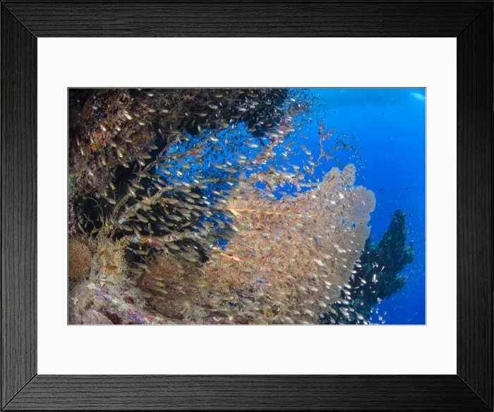 Framed Print : Glassfish (Parapriacanthus ransonneti) shoal, Ras Mohammed National Park, Sharm el-Sheikh, Red Sea, Egypt, North Africa, Africa Framed Print : Glassfish (Parapriacanthus ransonneti) shoal, Ras Mohammed National Park, Sharm el-Sheikh, Red Sea, Egypt, North Africa, Africa