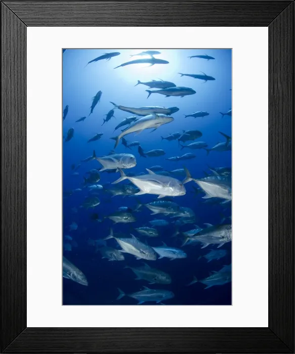 Framed Print : Giant trevally (Caranx ignobilis) shoal schooling, Ras Mohammed National Park, Red Sea, Egypt, North Africa, Africa Framed Print : Giant trevally (Caranx ignobilis) shoal schooling, Ras Mohammed National Park, Red Sea, Egypt, North Africa, Africa