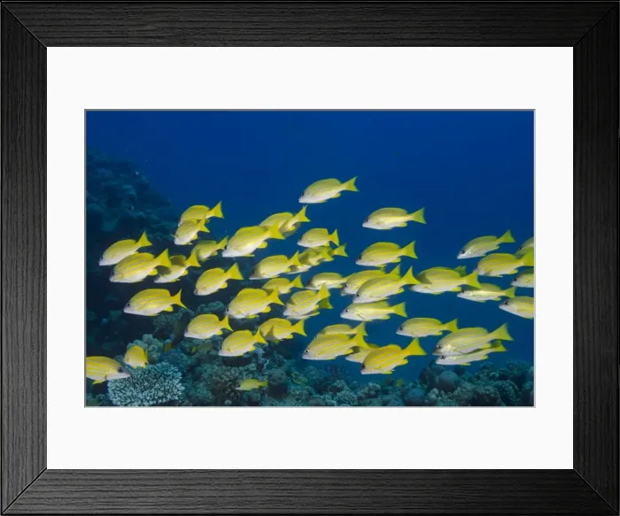 Framed Print : Medium shoal or school of blue striped snapper (Lutjanus kasmira), Naama Bay, off Sharm el-Sheikh, Sinai, Red Sea, Egypt, North Africa, Africa