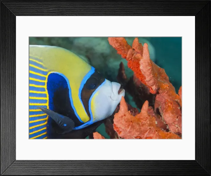 Framed Print : Emperor angelfish (Pomacanthus imperator) close-up, Naama Bay, off Sharm el-Sheikh, Sinai, Red Sea, Egypt, North Africa, Africa Framed Print : Emperor angelfish (Pomacanthus imperator) close-up, Naama Bay, off Sharm el-Sheikh, Sinai, Red Sea, Egypt, North Africa, Africa