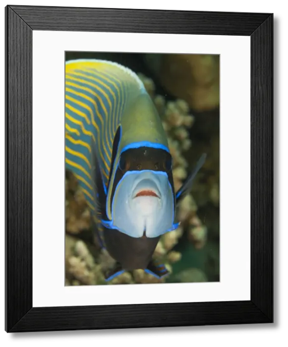 Framed Print : Emperor angelfish (Pomacanthus imperator) close-up, Naama Bay, off Sharm el-Sheikh, Sinai, Red Sea, Egypt, North Africa, Africa Framed Print : Emperor angelfish (Pomacanthus imperator) close-up, Naama Bay, off Sharm el-Sheikh, Sinai, Red Sea, Egypt, North Africa, Africa
