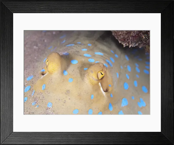 Framed Print : Close-up of eyes of a bluespotted stingray (Taeniura lymma), Naama Bay, off Sharm el-Sheikh, Sinai, Red Sea, Egypt, North Africa, Africa Framed Print : Close-up of eyes of a bluespotted stingray (Taeniura lymma), Naama Bay, off Sharm el-Sheikh, Sinai, Red Sea, Egypt, North Africa, Africa