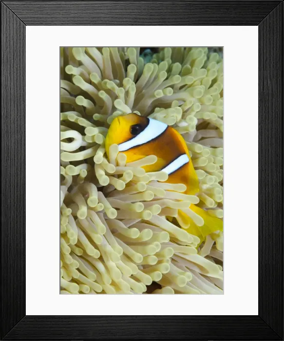 Framed Print : Red sea anemone fish (Amphiprion bicinctus) and magnificent anemone, (Heteractis magnifica), Ras Mohammed National Park, off Sharm el-Sheikh, Sinai, Red Sea, Egypt, North Africa, Africa Framed Print : Red sea anemone fish (Amphiprion bicinctus) and magnificent anemone, (Heteractis magnifica), Ras Mohammed National Park, off Sharm el-Sheikh, Sinai, Red Sea, Egypt, North Africa, Africa