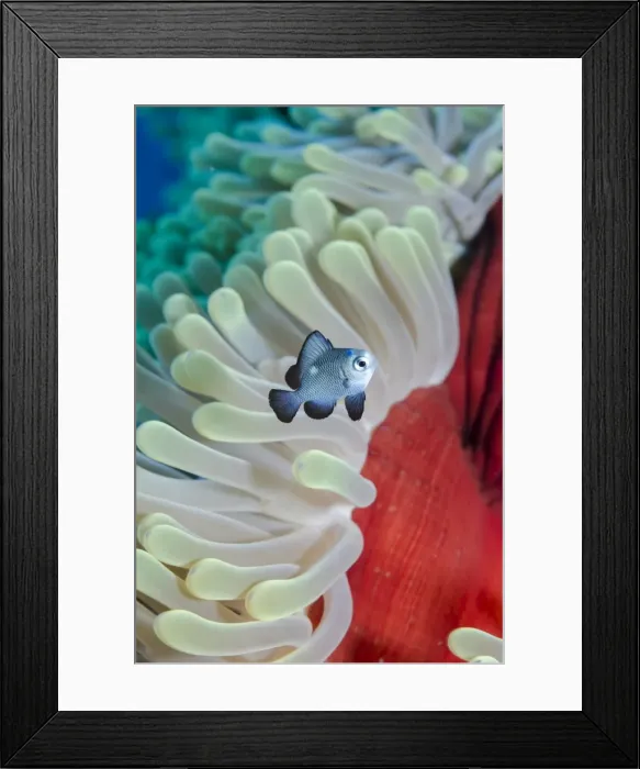 Framed Print : Three-spot damsel fish (Dascyllus trimaculatus), magnificent anemone (Heteractis magnifica) close-up, Ras Mohammed National Park, off Sharm el-Sheikh, Sinai, Red Sea, Egypt, North Africa, Africa Framed Print : Three-spot damsel fish (Dascyllus trimaculatus), magnificent anemone (Heteractis magnifica) close-up, Ras Mohammed National Park, off Sharm el-Sheikh, Sinai, Red Sea, Egypt, North Africa, Africa