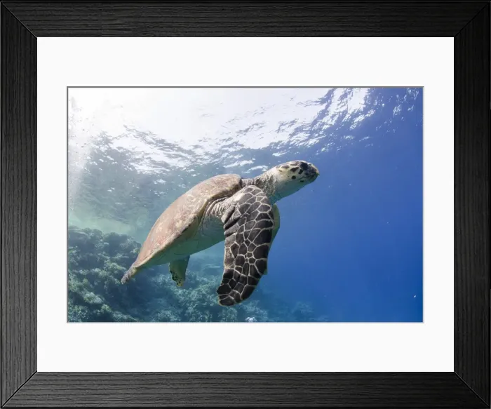 Framed Print : The critically endangered hawksbill turtle (Eretmochelys imbricata), Ras Mohammed National Park, off Sharm el-Sheikh, Sinai, Red Sea, Egypt, North Africa, Africa Framed Print : The critically endangered hawksbill turtle (Eretmochelys imbricata), Ras Mohammed National Park, off Sharm el-Sheikh, Sinai, Red Sea, Egypt, North Africa, Africa