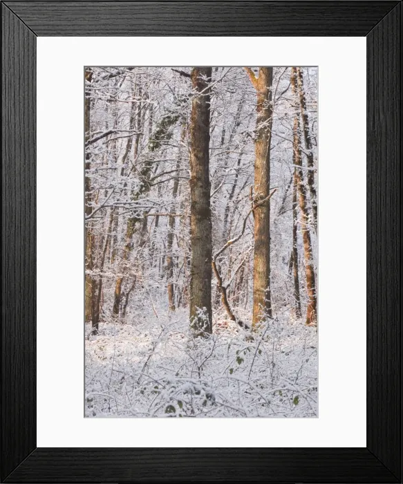 Framed Print : Snow covered trees in the Loire Valley area, Loir-et-Cher, Centre, France, Europe Framed Print : Snow covered trees in the Loire Valley area, Loir-et-Cher, Centre, France, Europe