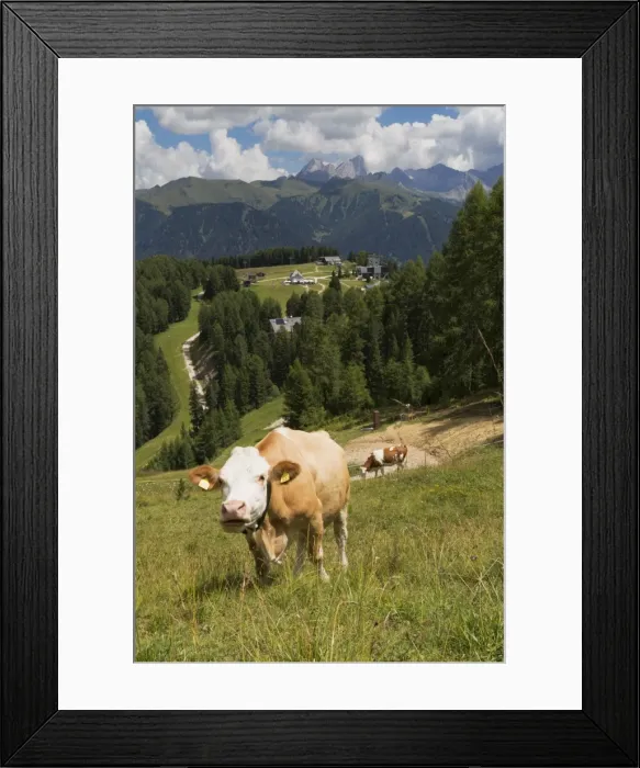 Framed Print : Cows grazing near the Rosengarten Mountains in the Dolomites near Canazei, Trentino-Alto Adige, Italy, Europe Framed Print : Cows grazing near the Rosengarten Mountains in the Dolomites near Canazei, Trentino-Alto Adige, Italy, Europe