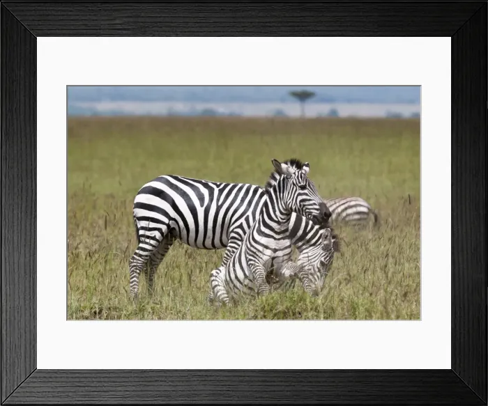 Framed Print : Common zebra (Equus quagga) fighting, Masai Mara National Reserve, Kenya, East Africa, Africa Framed Print : Common zebra (Equus quagga) fighting, Masai Mara National Reserve, Kenya, East Africa, Africa
